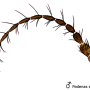 Dicranomyia (Dicranomyia) consimilis : body part(s) - antenna