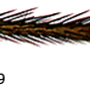 Dicranomyia (Dicranomyia) consimilis : body part(s) - leg