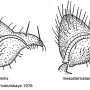 Dicranomyia (Dicranomyia) consimilis : hypopygium