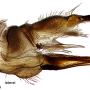 Dicranomyia (Dicranomyia) consimilis : ovipositor