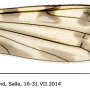 Dicranomyia (Dicranomyia) consimilis : wing