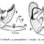 Dicranomyia (Idiopyga) ctenopyga : hypopygium