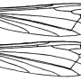 Dicranomyia (Idiopyga) ctenopyga : wing
