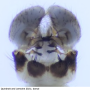 Dicranomyia (Idiopyga) danica : hypopygium
