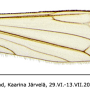 Dicranomyia (Idiopyga) danica : wing