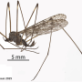 Dicranomyia (Dicranomyia) defuncta : habitus - male