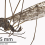 Dicranomyia (Dicranomyia) defuncta : habitus - male