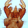 Dicranomyia (Dicranomyia) defuncta : hypopygium