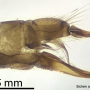 Dicranomyia (Dicranomyia) defuncta : ovipositor