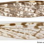 Dicranomyia (Dicranomyia) defuncta : wing