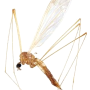 Dicranomyia (Dicranomyia) depauperata : habitus - female
