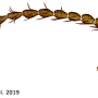 Dicranomyia (Dicranomyia) depauperata : body part(s) - antenna
