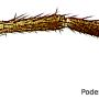 Dicranomyia (Dicranomyia) depauperata : body part(s) - leg