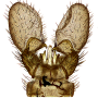 Dicranomyia (Dicranomyia) depauperata : hypopygium