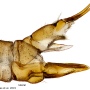 Dicranomyia (Dicranomyia) depauperata : ovipositor