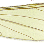 Dicranomyia (Dicranomyia) depauperata : wing