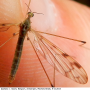 Dicranomyia (Dicranomyia) didyma : habitus - female