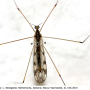 Dicranomyia (Dicranomyia) didyma : habitus - male