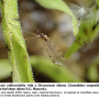 Dicranomyia (Dicranomyia) didyma : habitus - male