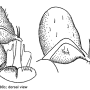 Dicranomyia (Dicranomyia) didyma : hypopygium