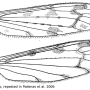 Dicranomyia (Dicranomyia) didyma : wing