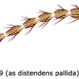 Dicranomyia (Dicranomyia) distendens : body part(s) - antenna
