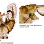 Dicranomyia (Dicranomyia) distendens : hypopygium