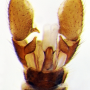 Dicranomyia (Dicranomyia) distendens : hypopygium