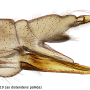 Dicranomyia (Dicranomyia) distendens : ovipositor