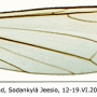 Dicranomyia (Dicranomyia) distendens : wing