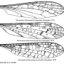 Dicranomyia (Dicranomyia) elegantula : wing