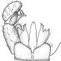 Dicranomyia (Dicranomyia) eulaliae : hypopygium