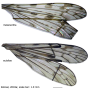 Dicranomyia (Dicranomyia) eulaliae : wing