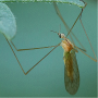 Dicranomyia (Dicranomyia) flavigenu : habitus - female