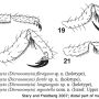 Dicranomyia (Dicranomyia) flavigenu : body part(s) - leg