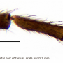 Dicranomyia (Dicranomyia) flavigenu : body part(s) - leg