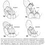 Dicranomyia (Dicranomyia) flavigenu : hypopygium