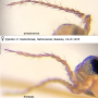 Dicranomyia (Dicranomyia) frontalis : body part(s) - antenna Dicranomyia (Dicranomyia) frontalis : body part(s) - antenna