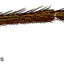 Dicranomyia (Dicranomyia) frontalis : body part(s) - leg