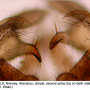 Dicranomyia (Dicranomyia) frontalis : hypopygium