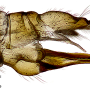 Dicranomyia (Dicranomyia) frontalis : ovipositor