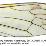 Dicranomyia (Dicranomyia) frontalis : wing