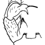 Dicranomyia (Melanolimonia) fulvomorio : hypopygium