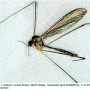 Dicranomyia (Numantia) fusca : habitus - male