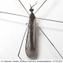 Dicranomyia (Numantia) fusca : habitus - male