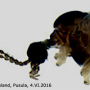 Dicranomyia (Numantia) fusca : body part(s) - head and thorax