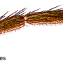 Dicranomyia (Numantia) fusca : body part(s) - leg