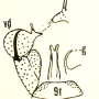 Dicranomyia (Numantia) fusca : hypopygium