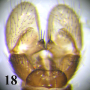 Dicranomyia (Numantia) fusca : hypopygium