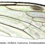 Dicranomyia (Numantia) fusca : wing